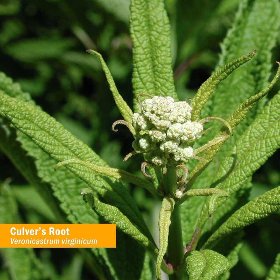 Herb Pharm Certified Organic Culver'S Root Liquid Extract For Cleansing And Detoxification - 1 Ounce