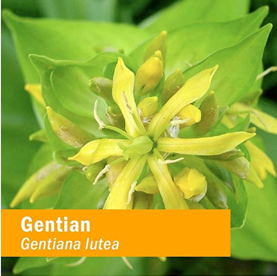 Herb Pharm Certified Organic Gentian Liquid Extract For Digestive Support - 1 Ounce