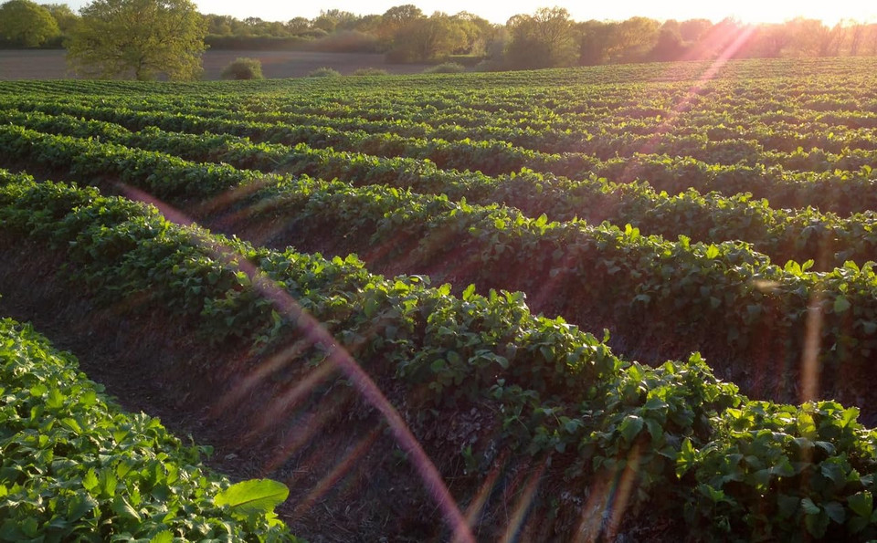 Tiptree Ginger And Raspberry Preserves Bundle (2 Items)