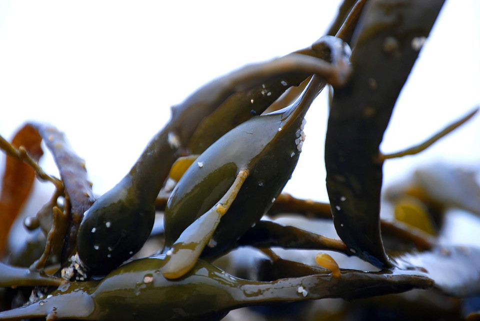 Starwest Botanicals Organic Kelp Powder, 16 Ounce (Pack Of 1)