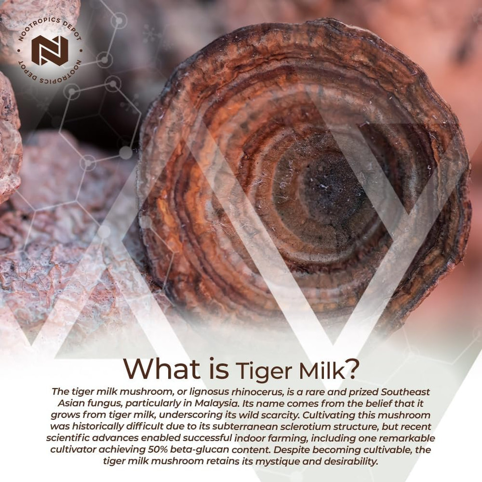 Nootropics Depot Tiger Milk Mushroom Capsules | 300Mg | 60 Count | Lignosus Rhinocerus Sclerotium | Cognition, Histamine, & Respiratory Support60 Count