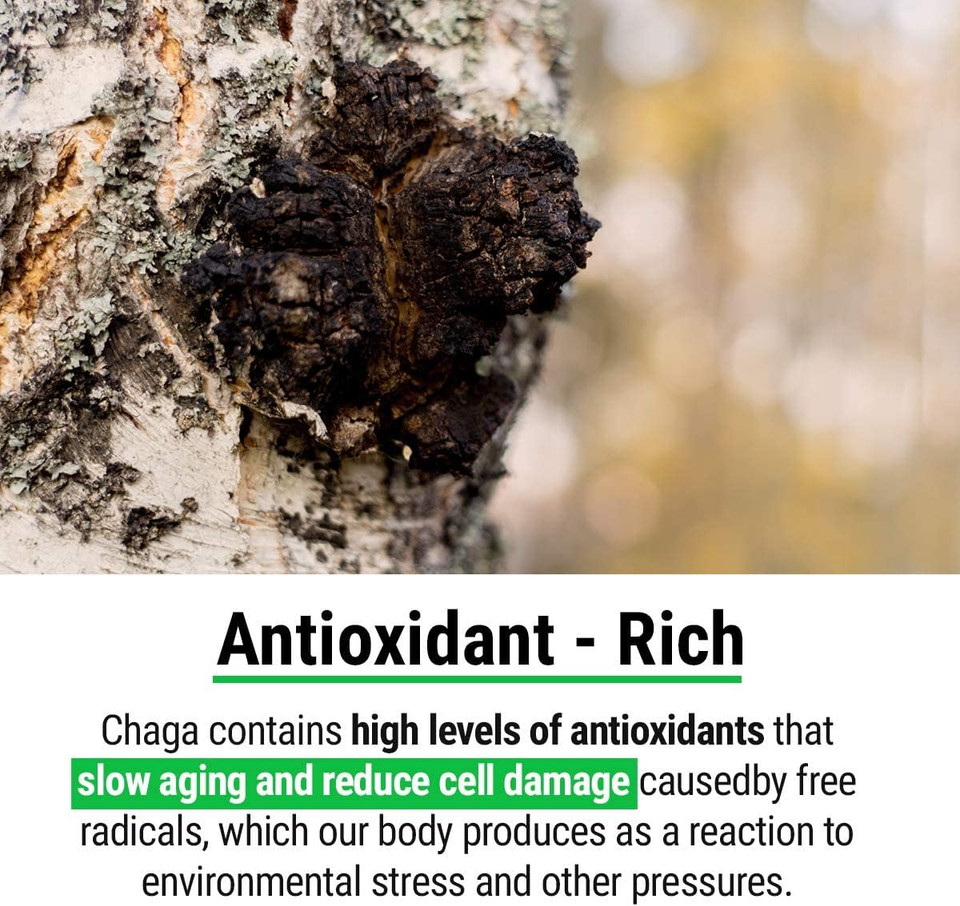 Sayan Siberian Pure Raw Chaga Mushroom Chunks With Black Top Crust 2.2 Lb / 1 Kg  Premium Wild Forest Harvested Super Antioxidant Tea, Supports Immune System And Digestive Health2.2 Pound