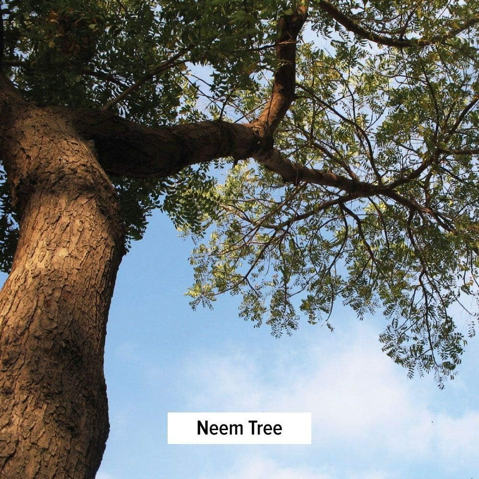 Banyan Botanicals Neem Powder - Organic Azadirachta Indica - Purifying Ayurvedic Herb For Healthy Skin & Blood*  1/2 Lb.  Fair For Life Sustainably Sourced Non-Gmo Vegan