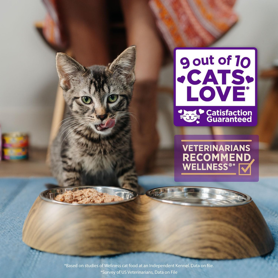 Wellness CORE Digestive Health Grain-Free Natural Wet Cat Food, Sensitive Stomach, Easily Digestible (Salmon Pate, 3 Ounce Can, 12 Pack)Salmon