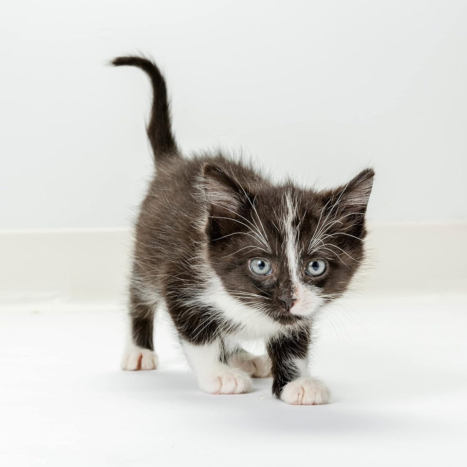 Petag Ut Solution Gel Supplement - Kidney Support For Cats - Contains Cranberry & Vitamin C - 3.5 Oz - 2 Pack Petag Ut Solution Gel Supplement - Kidney Support For Cats - Contains Cranberry & Vitamin C - 3.5 Oz - 2 Pack