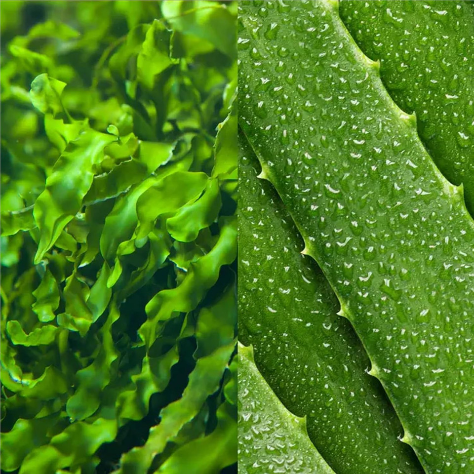 Mario Badescu Seaweed Cleansing Lotion For Combination, Dry And Sensitive Skin |Facial Toner That Clarifies And Replenishes |Formulated With Witch Hazel & Bladderwrack Extract