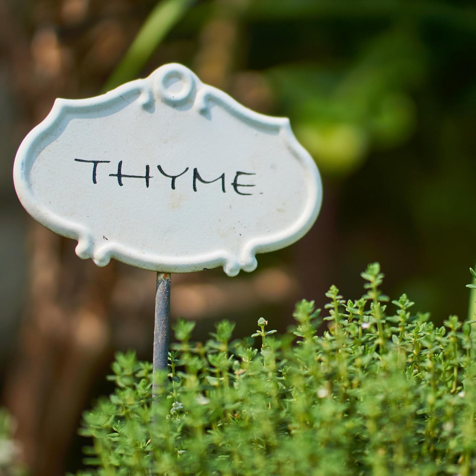 Essences Bulgaria Organic Thyme Essential Oil 10Ml | Thymus Vulgaris | 100% Pure And Natural | Undiluted | Therapeutic Grade | Family Owned Farm | Steam-Distilled | Non-Gmo | Vegan Essences Bulgaria Organic Thyme Essential Oil 10Ml | Thymus Vulgaris | 100% Pure And Natural | Undiluted | Therapeutic Grade | Family Owned Farm | Steam-Distilled | Non-Gmo | Vegan