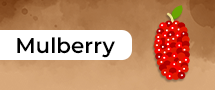 mulberry