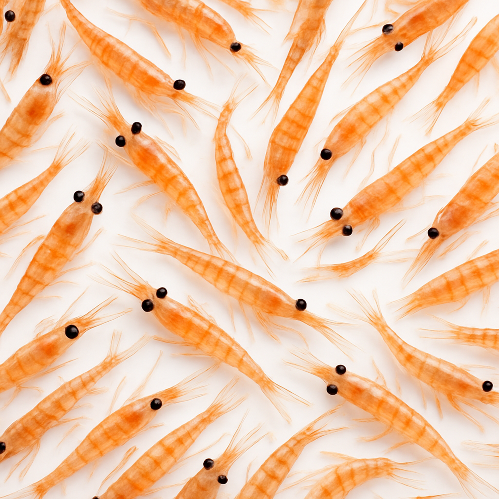 Krill Oil