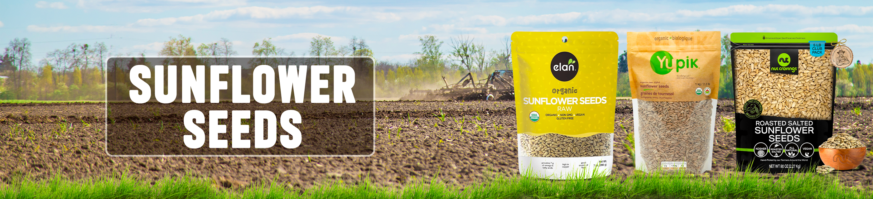 Sunflower seeds