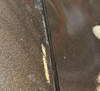 2006-2008 Porsche 987 Cayman S Rear Bumper Cover / Macadamia Metallic  BC037