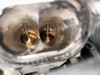 2001-2006 E46 BMW M3 S54 3.2l Engine Long Block *DAMAGE* / 122K M3019