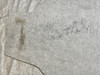 1999-2005 Mazda Miata Trunk Carpet / Spare Tire Cover  /   NB283