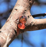 INCENSE IMMERSION I - Botanical & Combustible Incense Traditions - A Four Day Intensive