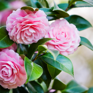 Camellia Sinensis