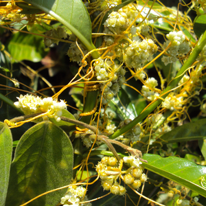 Cuscuta Chinensis
