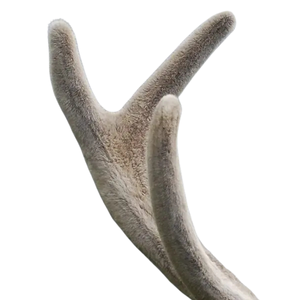 Deer Antler Velvet