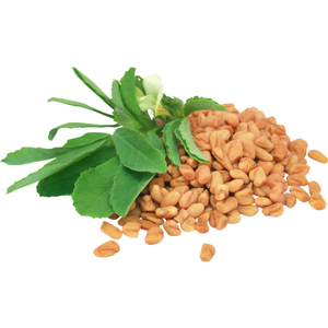 Fenugreek Seed
