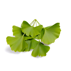 ginkgo biloba leaf extract