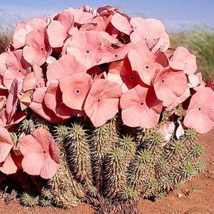 Hoodia Gordonii