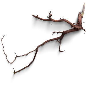 Longjack Root