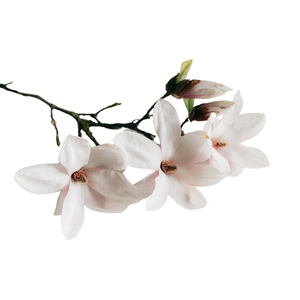 Magnolia Officinalis