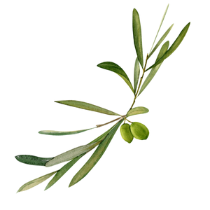Olive Leaf Extract