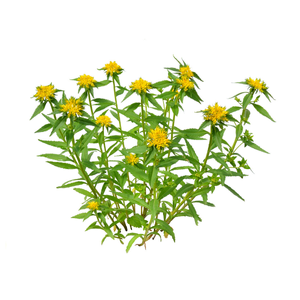 Rhodiola rosea extract