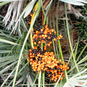 Saw Palmetto Fruit