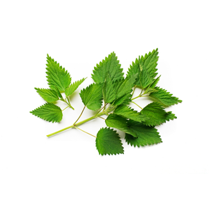 Stinging Nettle Leaf
