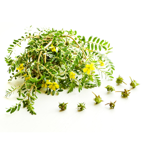 Tribulus Terrestris