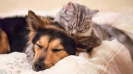 Reduce Pet Allergens With Your HVAC System