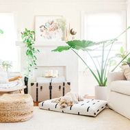 How to Keep Your Home from Smelling Like Pets (Without Constant Cleaning)