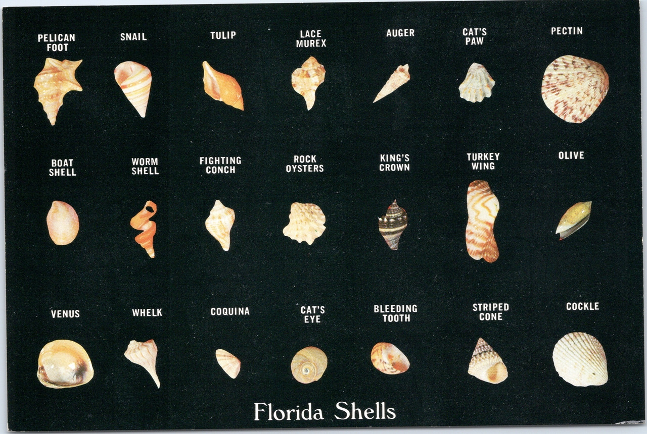 Shells found on Florida beaches - The Gayraj