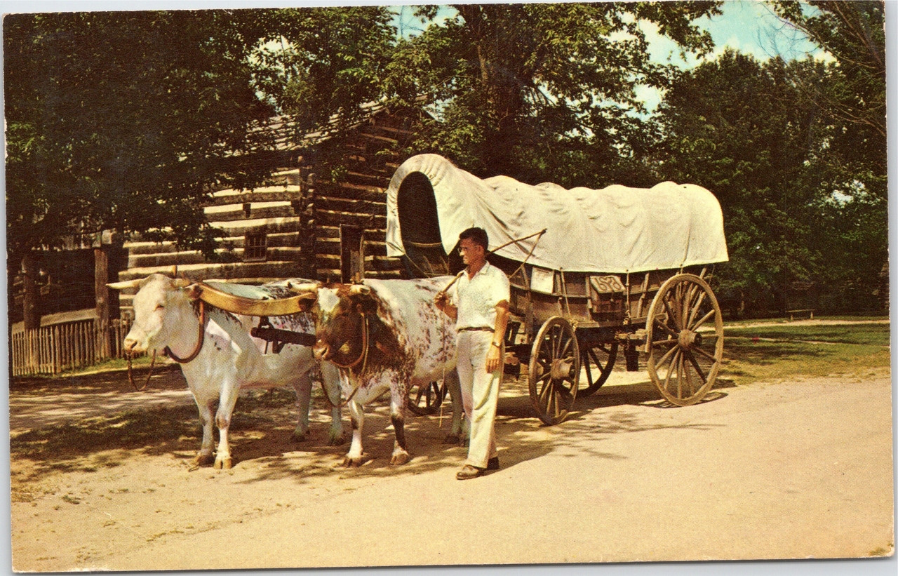pioneer covered wagon oxen