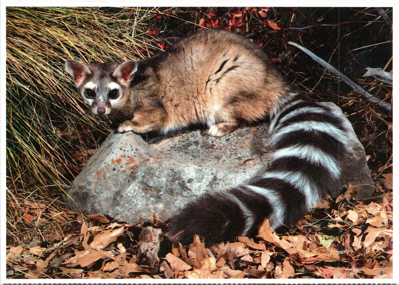 Zion National Park Ringtail The Gayraj