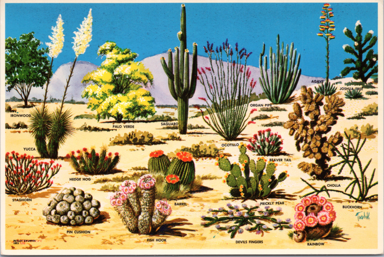 cactus parfum Cactus Flower - Unisex Eau de Parfum