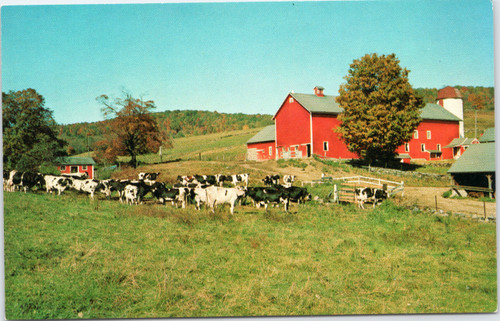Pasture Time in Vermont