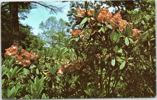 Rhododendron