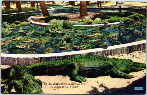 St. Augustine Florida Alligator Farm