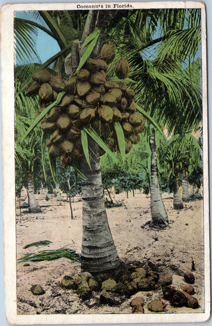 Coconuts in Florida