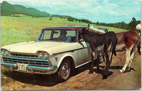 Rambler Rebel driver feeding or petting Donkeys in Black Hills, South Dakota