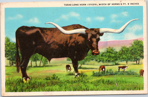 Texas Longhorn