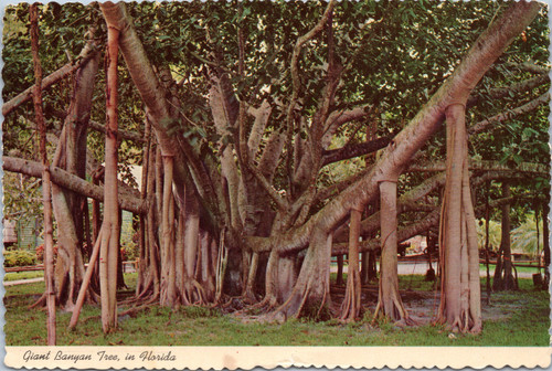 Giant Banyan Tree