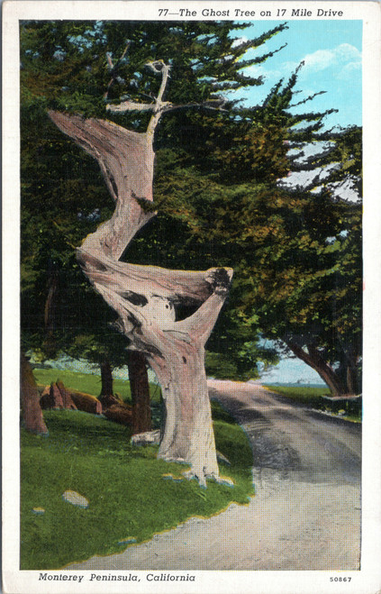 Monterey Peninsula - Ghost Tree on 17 mile drive