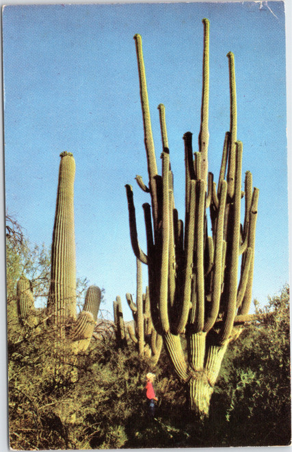 World's Largest Saguaro - Saguaro National Monument