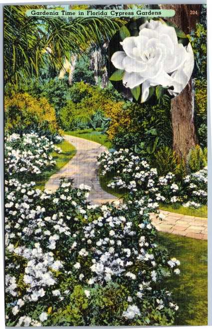 Path lined with Gardenia's