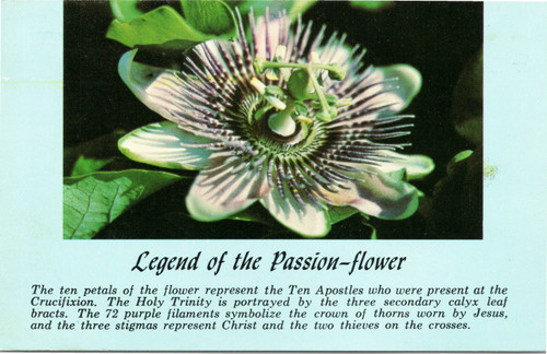 Legend of the Passion Flower