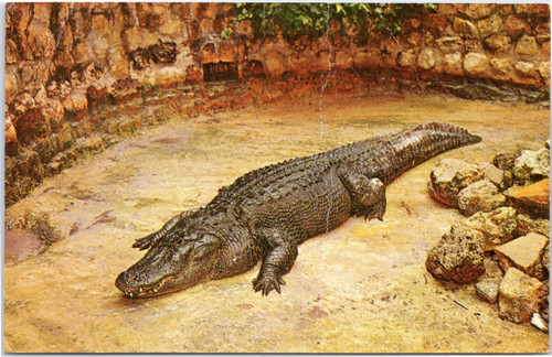 Alligator Photographed at Sarasota Jungle Gardens