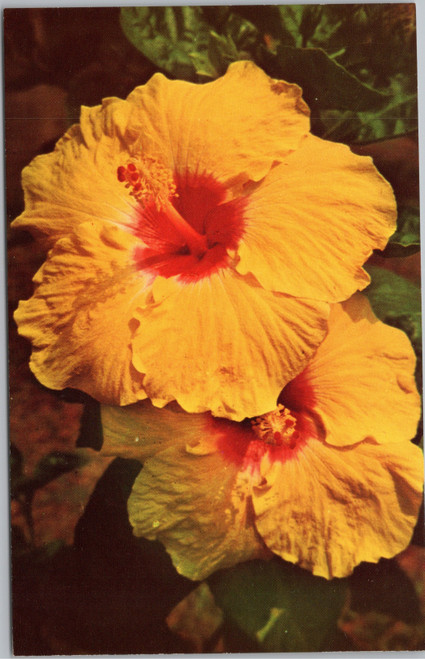 Hibiscus